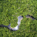 Forêt amazonienne