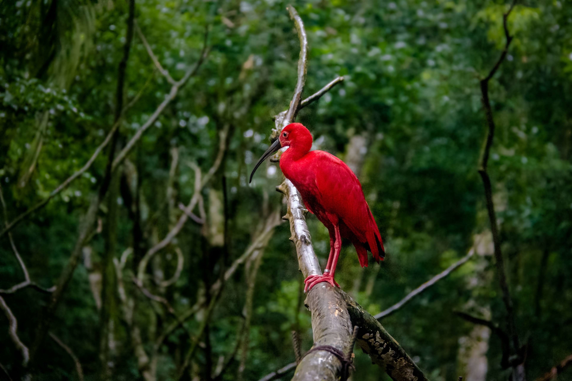 Ibis du Delta de Parnaiba au Brésil