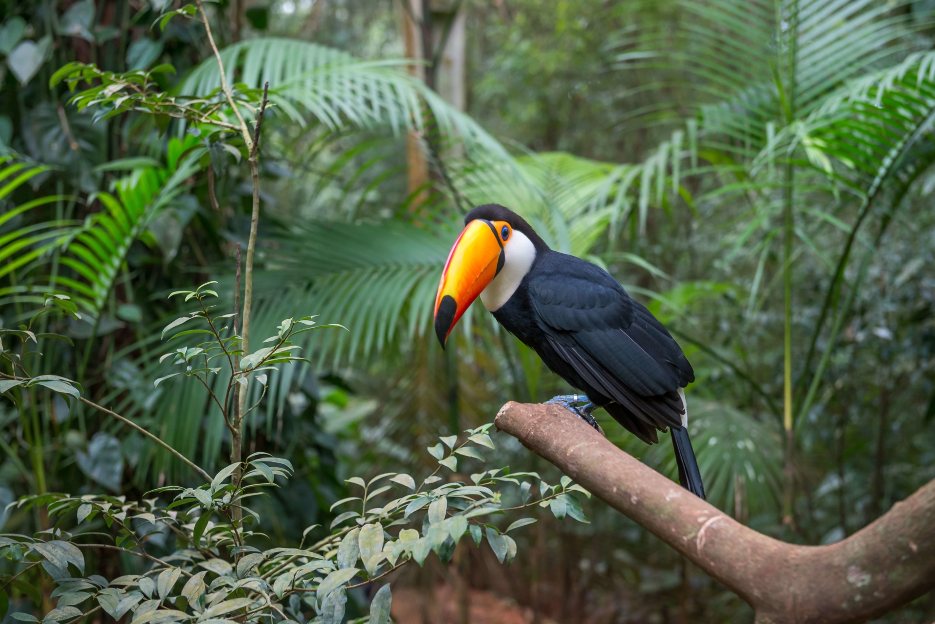Toucan de l'Amazonie du Brésil