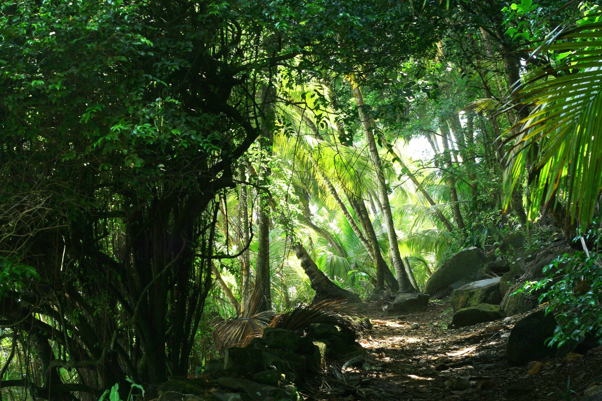 Forêt tropicale du Brésil