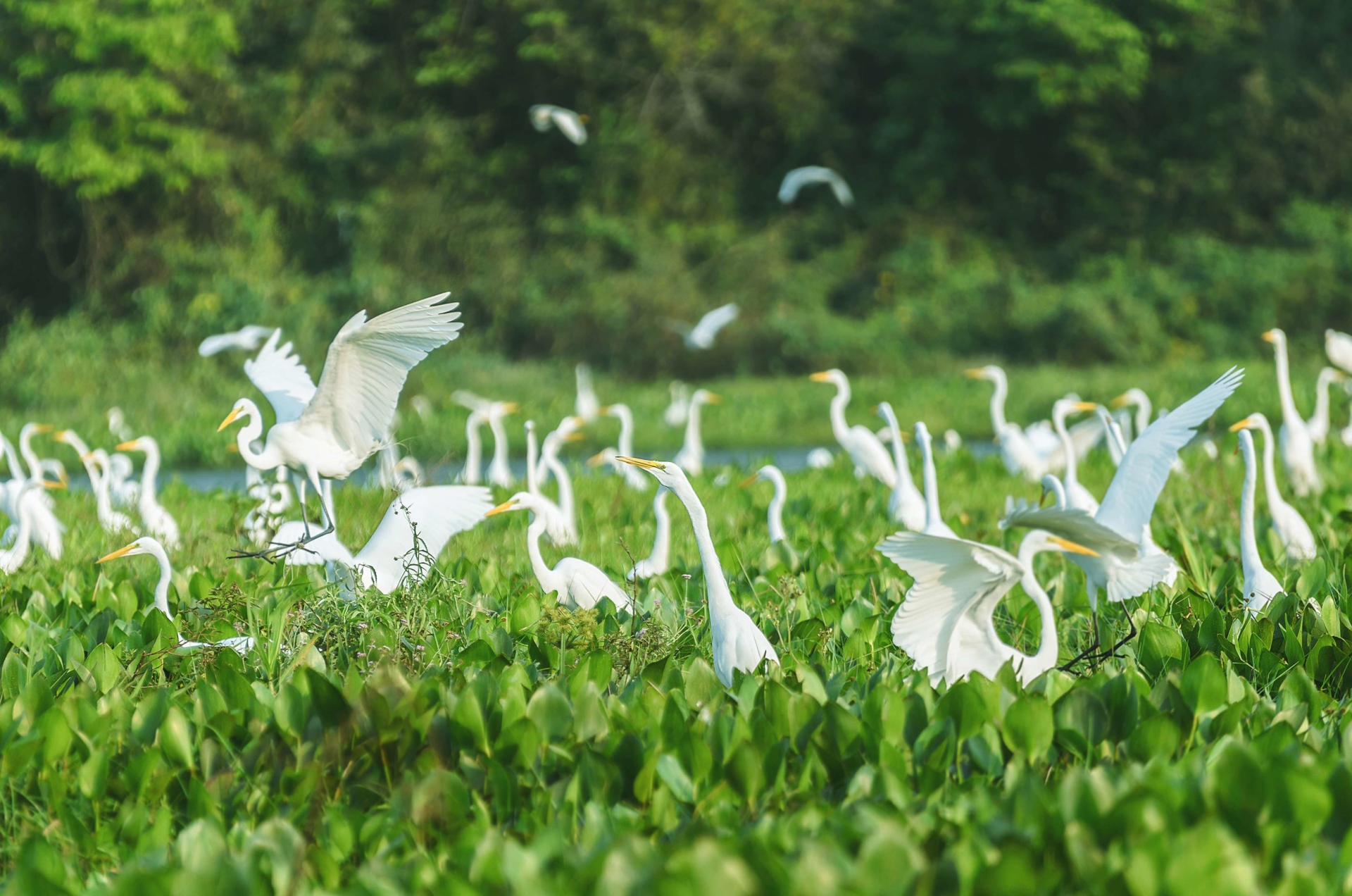 Aigrettes du Pantanal