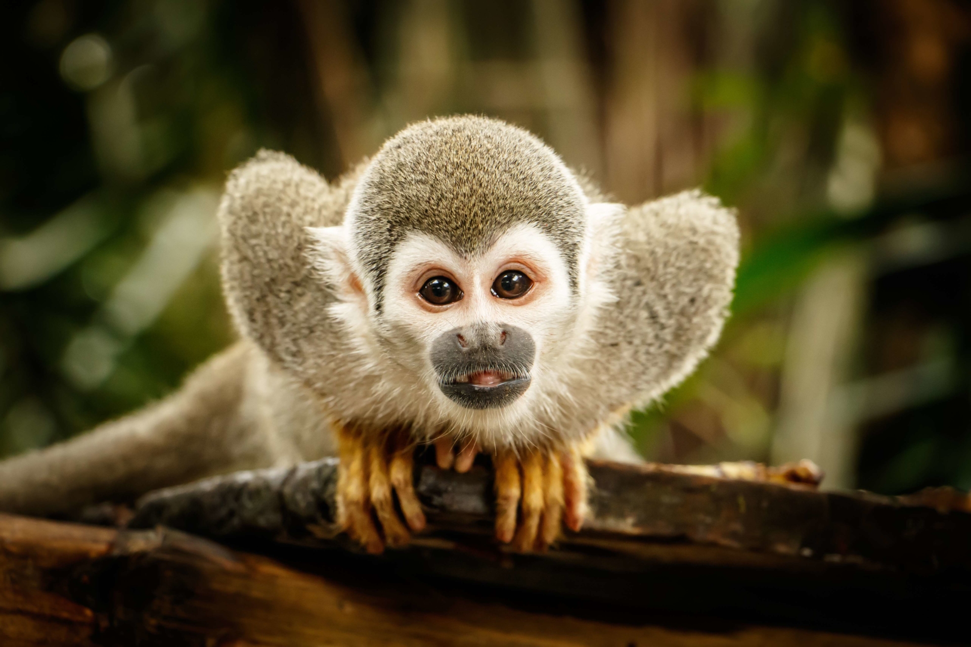 Singe du Brésil