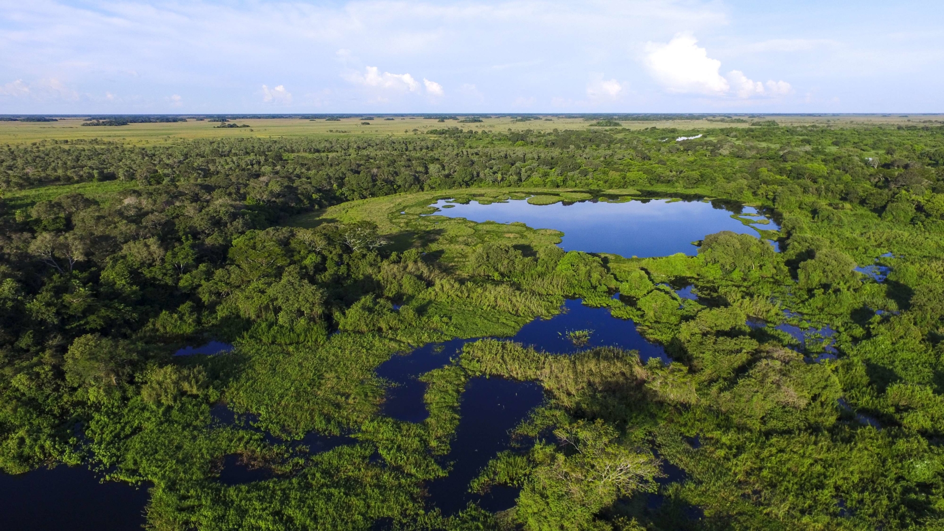 Vue aérienne des marécages du Pantanal