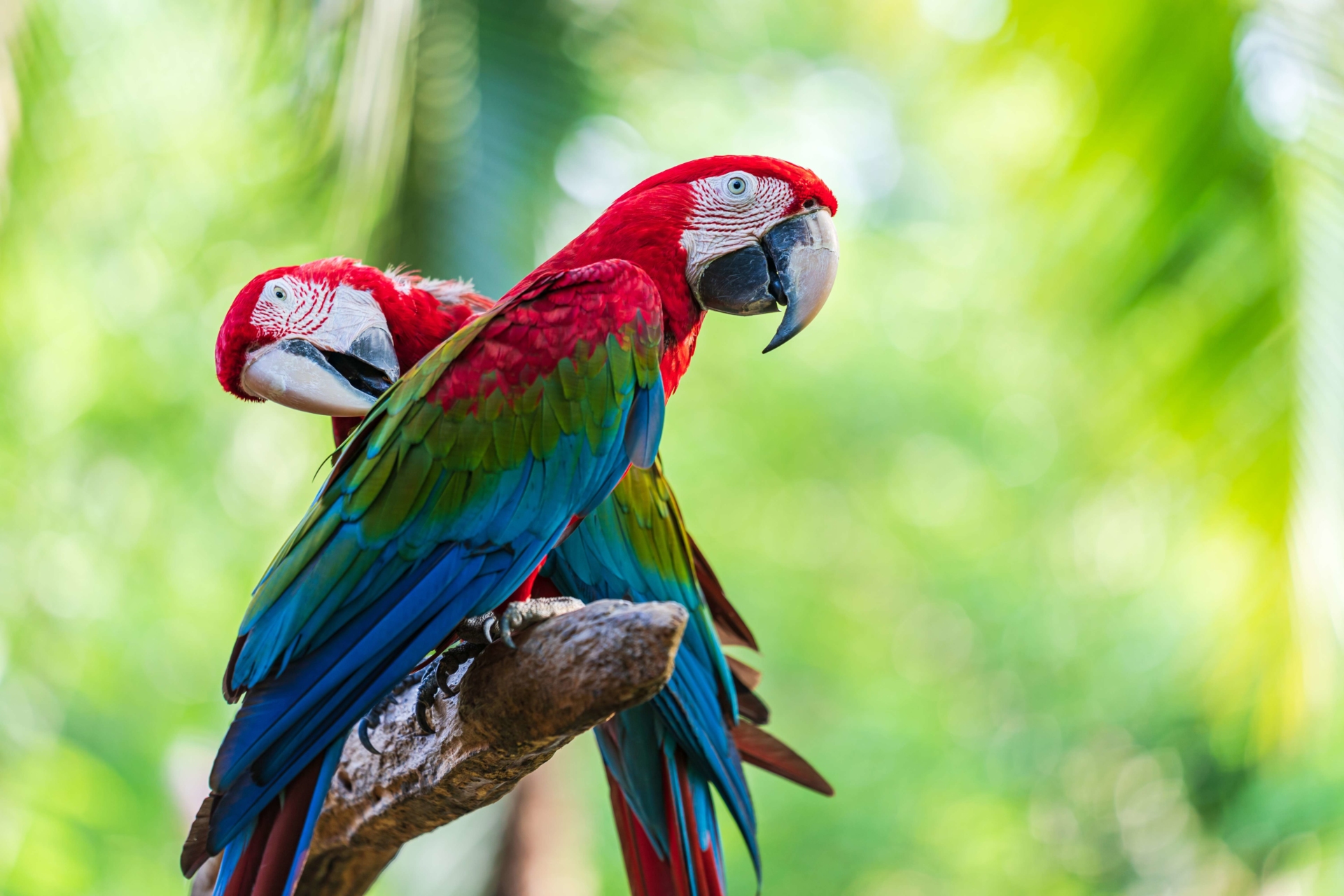 Couple de perroquets du Brésil